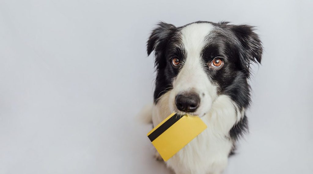 The Pet Economy: An Overview of the Growing Industry Pet Economy