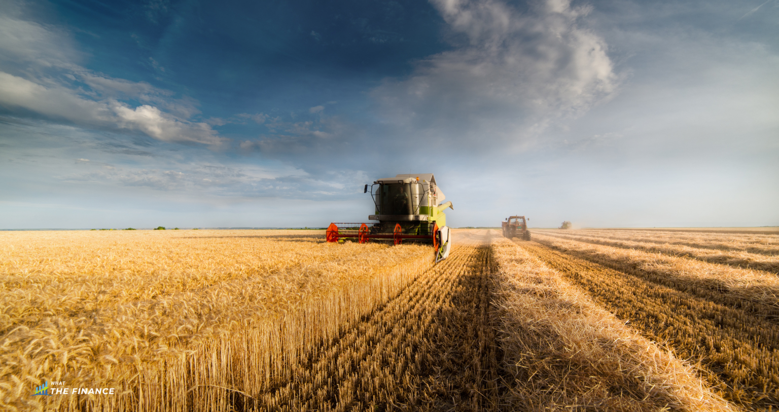 wheat harvest